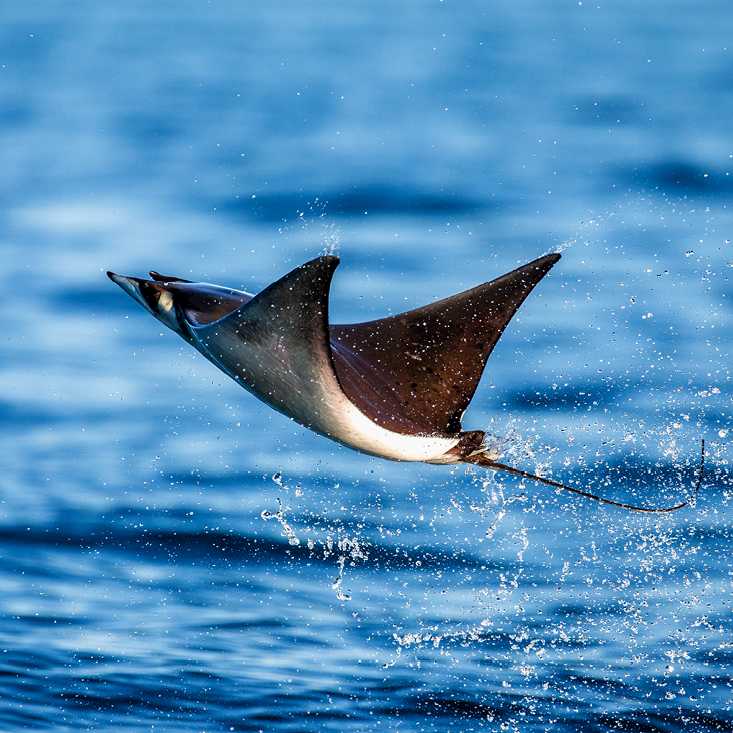 A Mobula Ray leaps from the water in Mexico