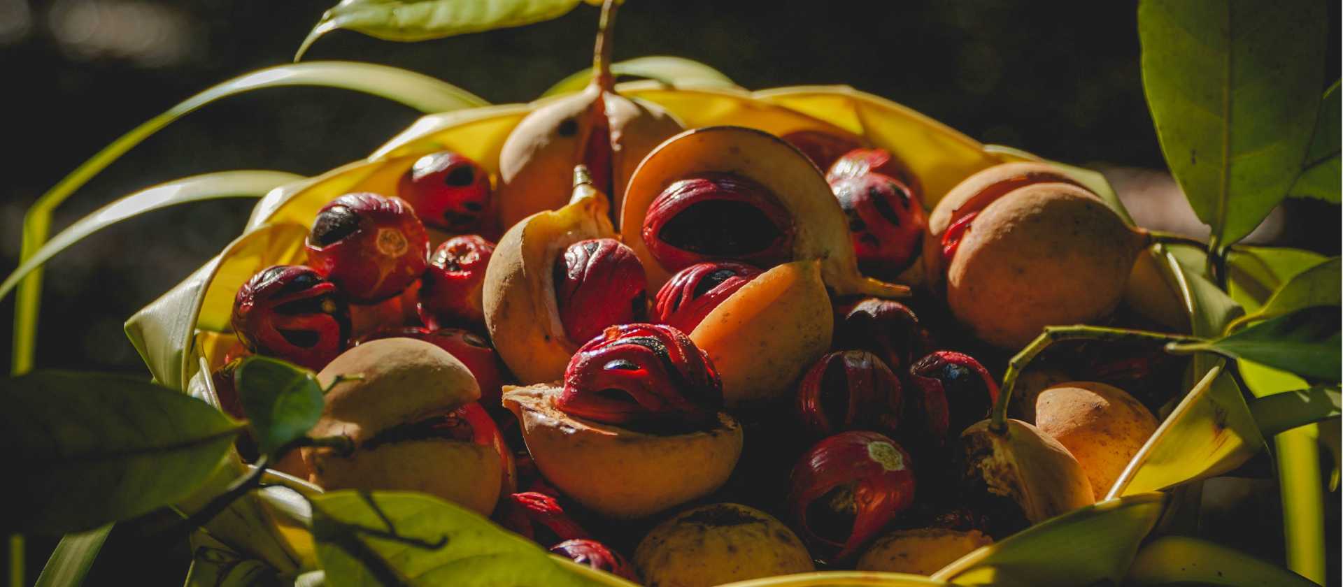 Nutmeg from the spice islands of Indonesia