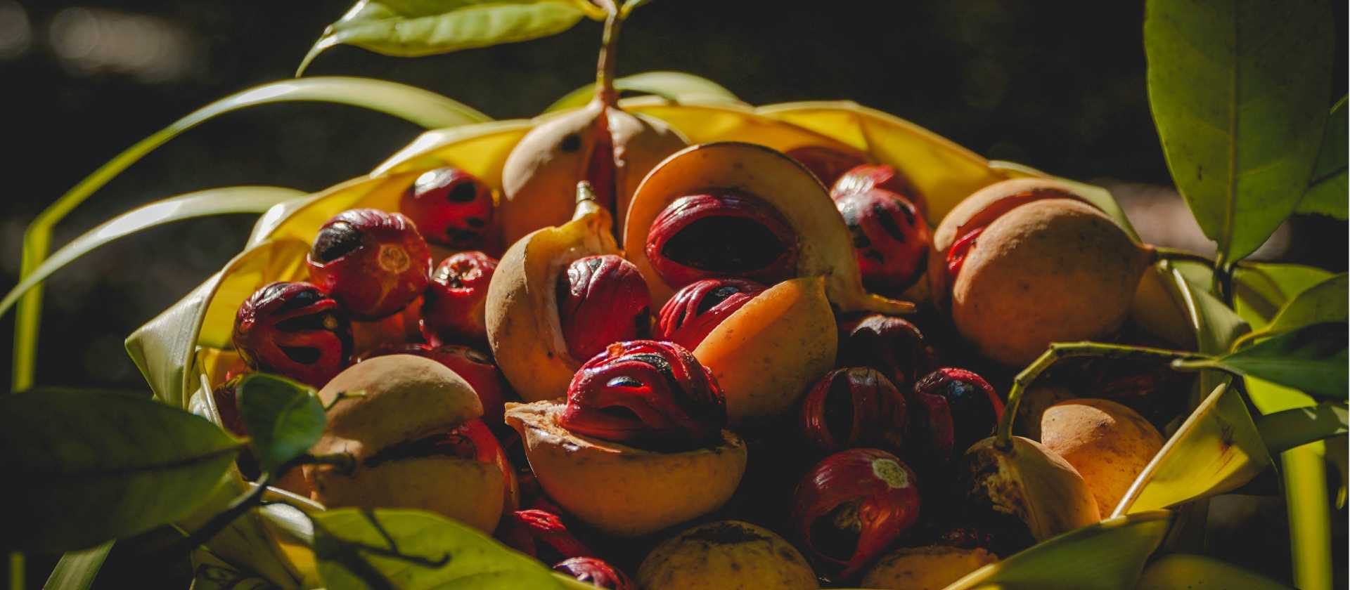 Nutmeg from the spice islands of Indonesia