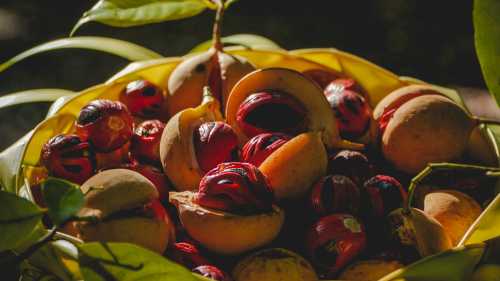 Nutmeg from the spice islands of Indonesia