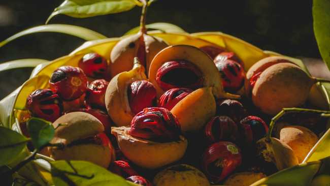Nutmeg from the spice islands of Indonesia