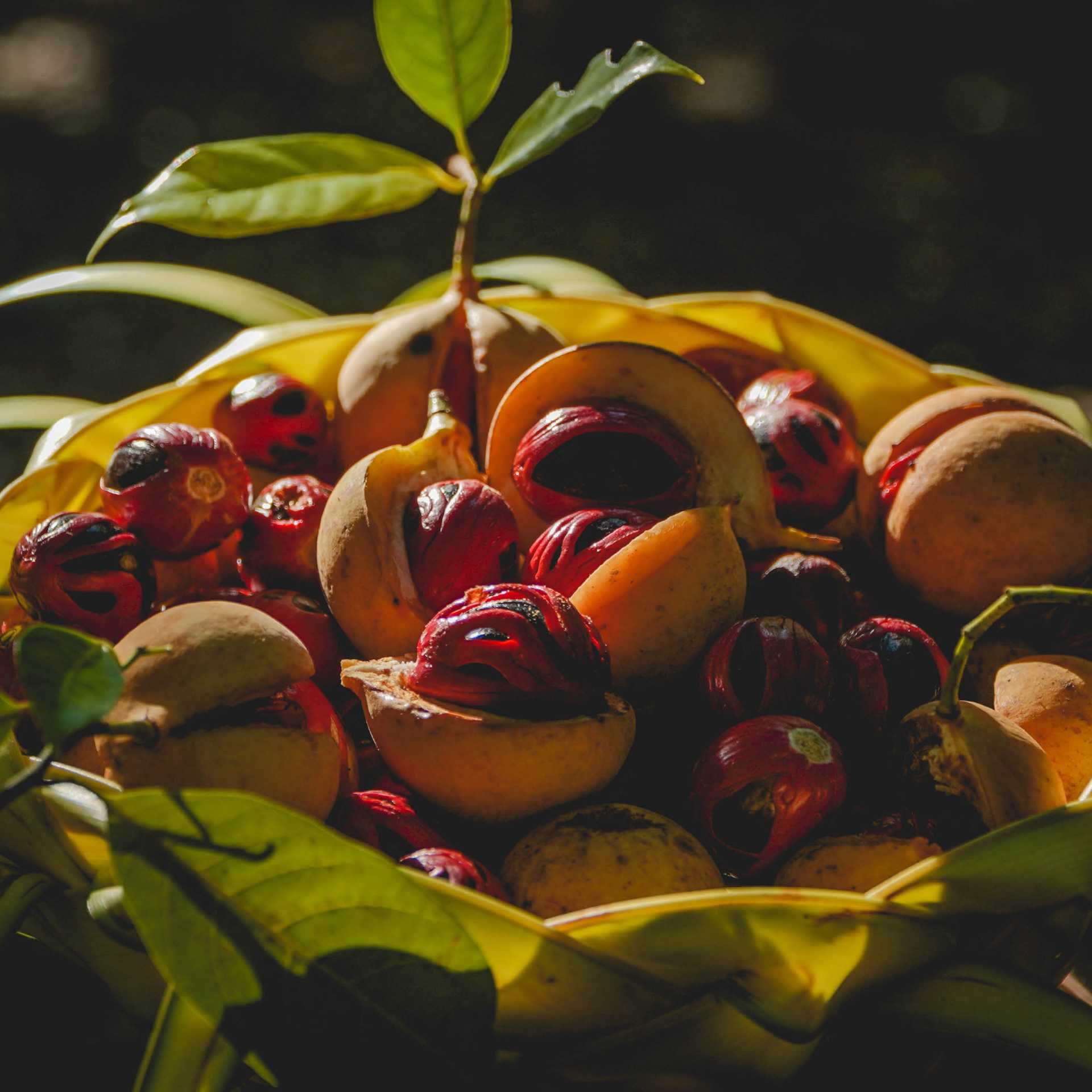 Nutmeg from the spice islands of Indonesia