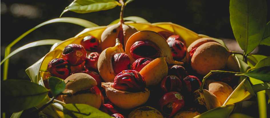 Nutmeg from the spice islands of Indonesia