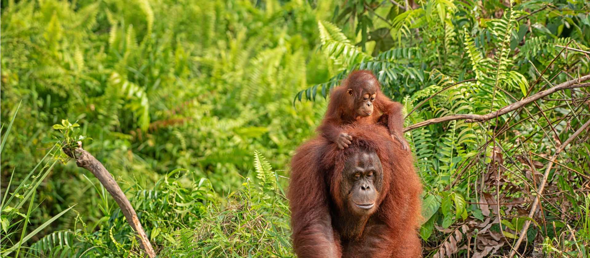 Wild Orangutan, Kalimantan, Borneo