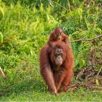Wild Orangutan, Kalimantan, Borneo