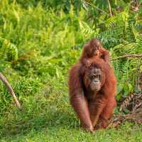 Wild Orangutan, Kalimantan, Borneo