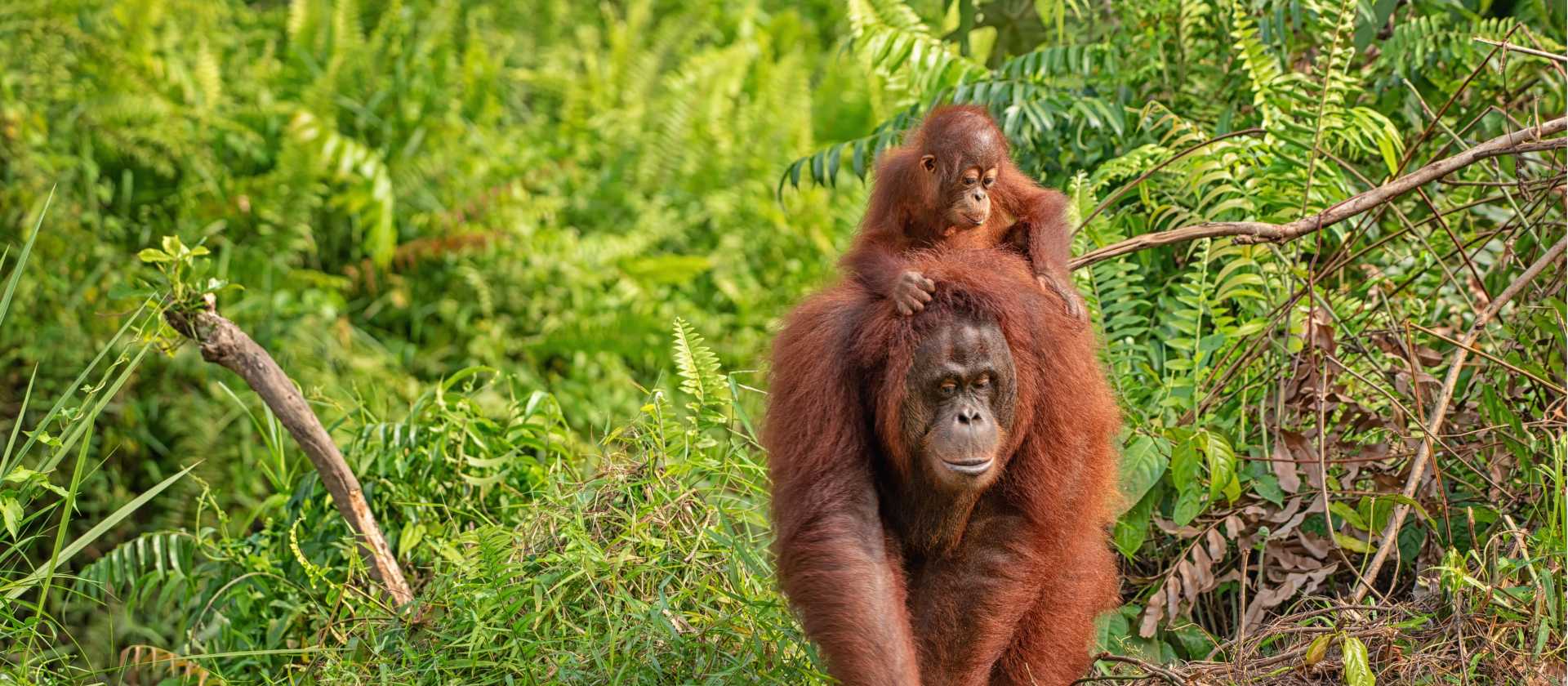 Wild Orangutan, Kalimantan, Borneo