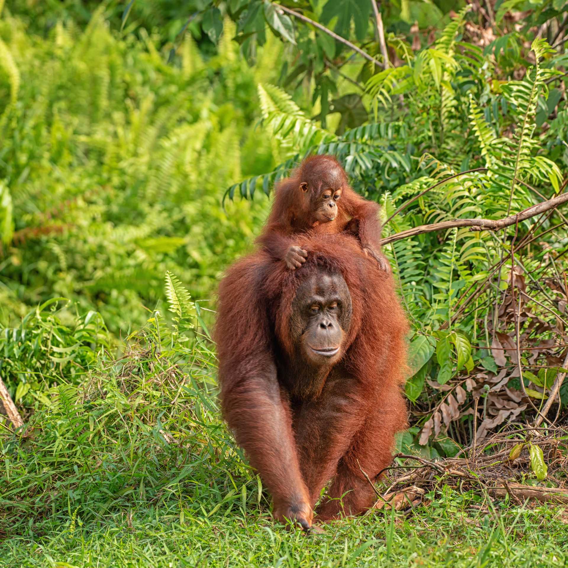 Wild Orangutan, Kalimantan, Borneo