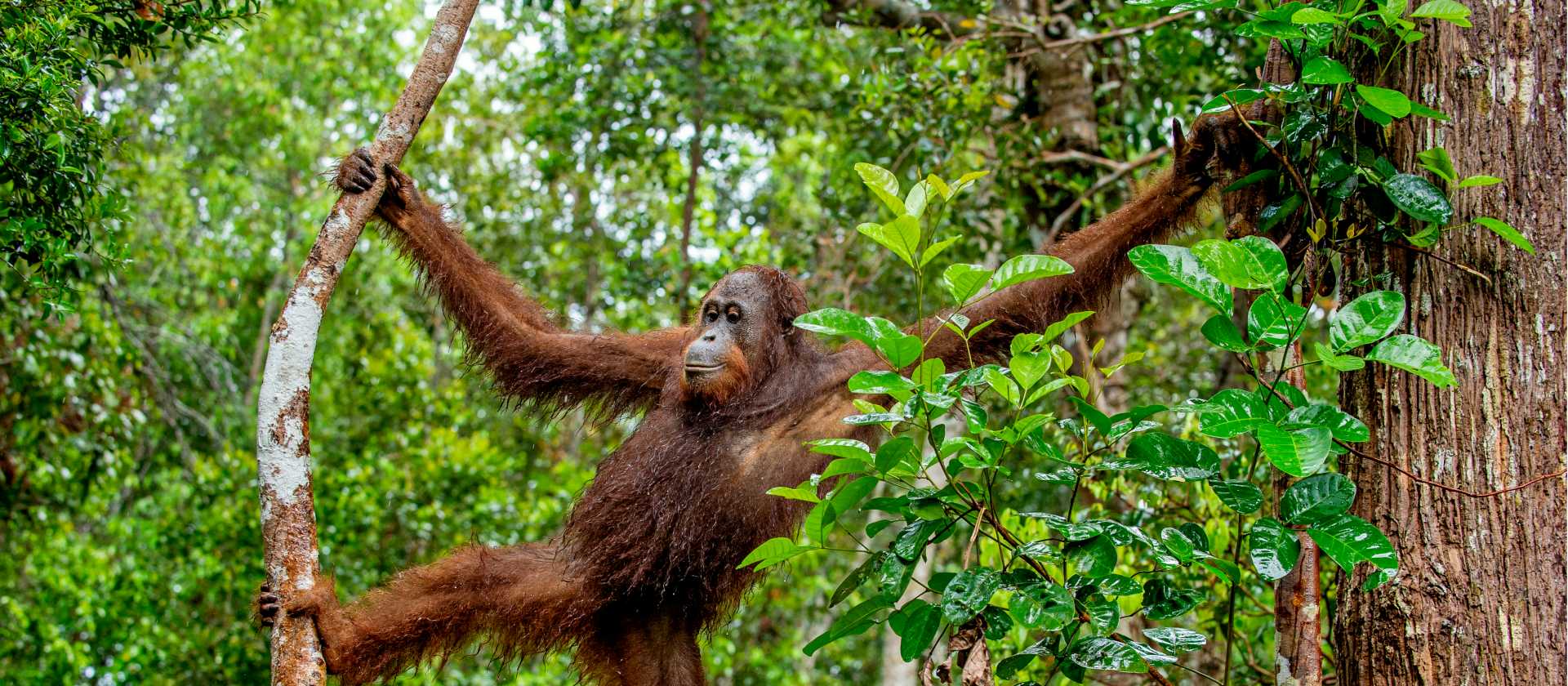 An orangutan makes their way through the forest in Central Kalimantan