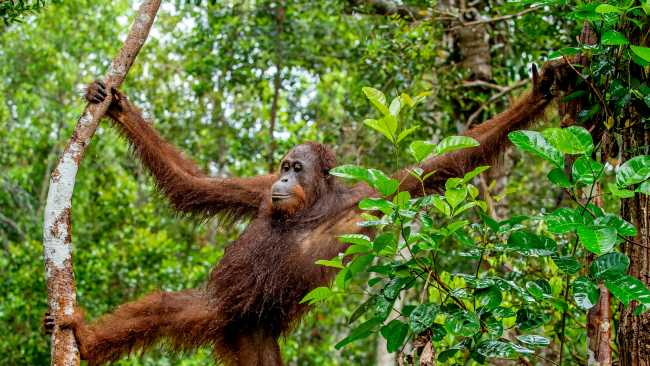 An orangutan makes their way through the forest in Central Kalimantan