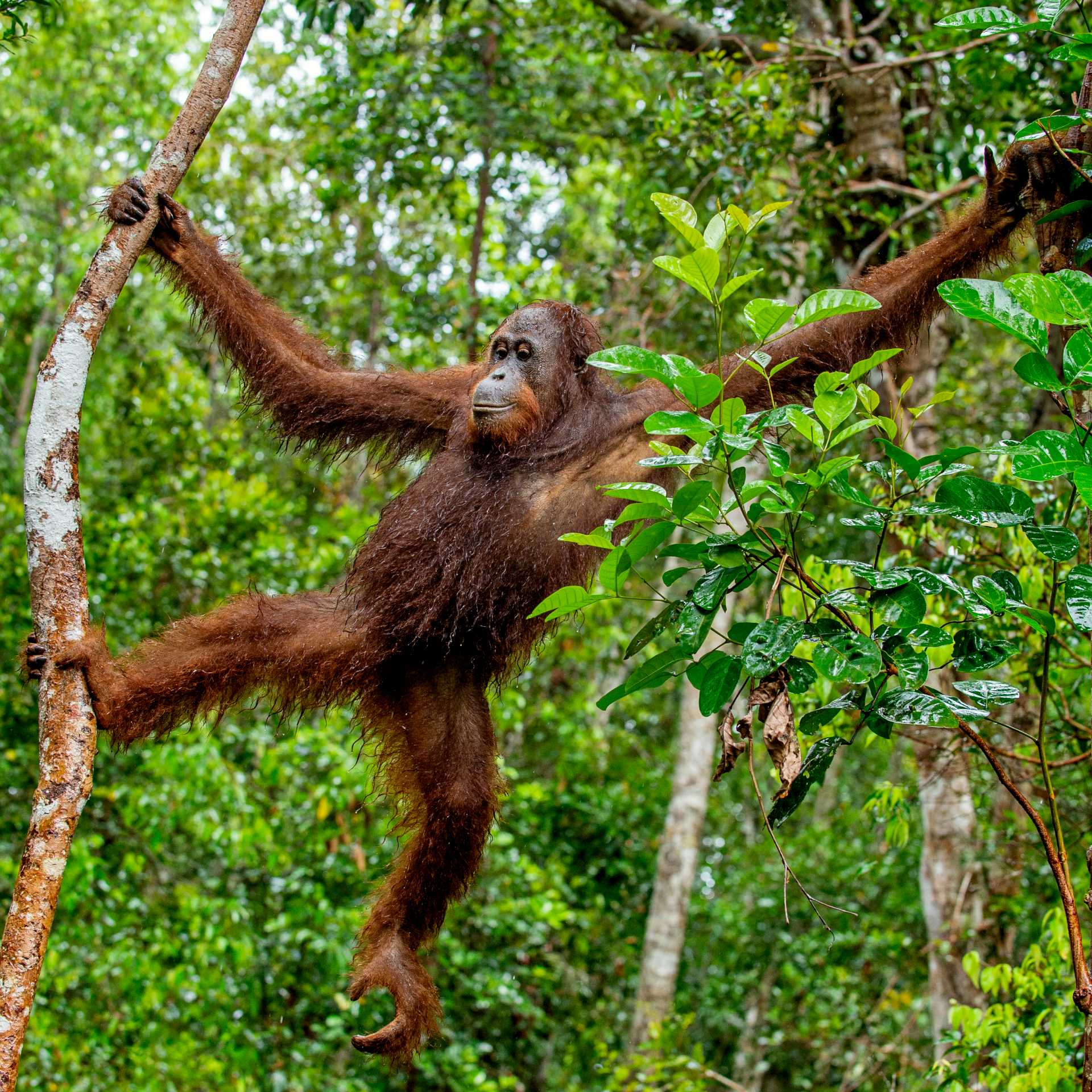 An orangutan makes their way through the forest in Central Kalimantan