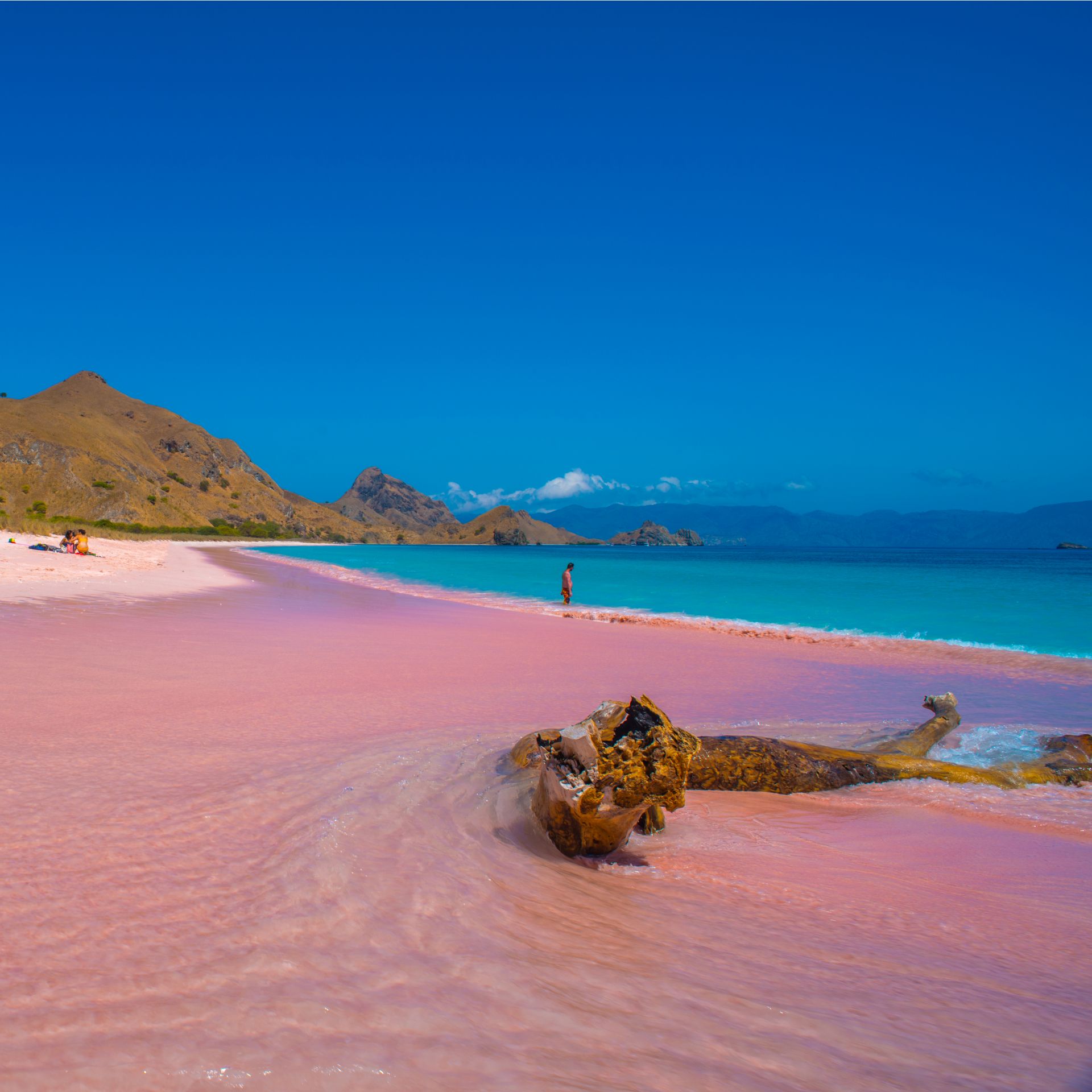 The fabulous pink beaches of Komodo