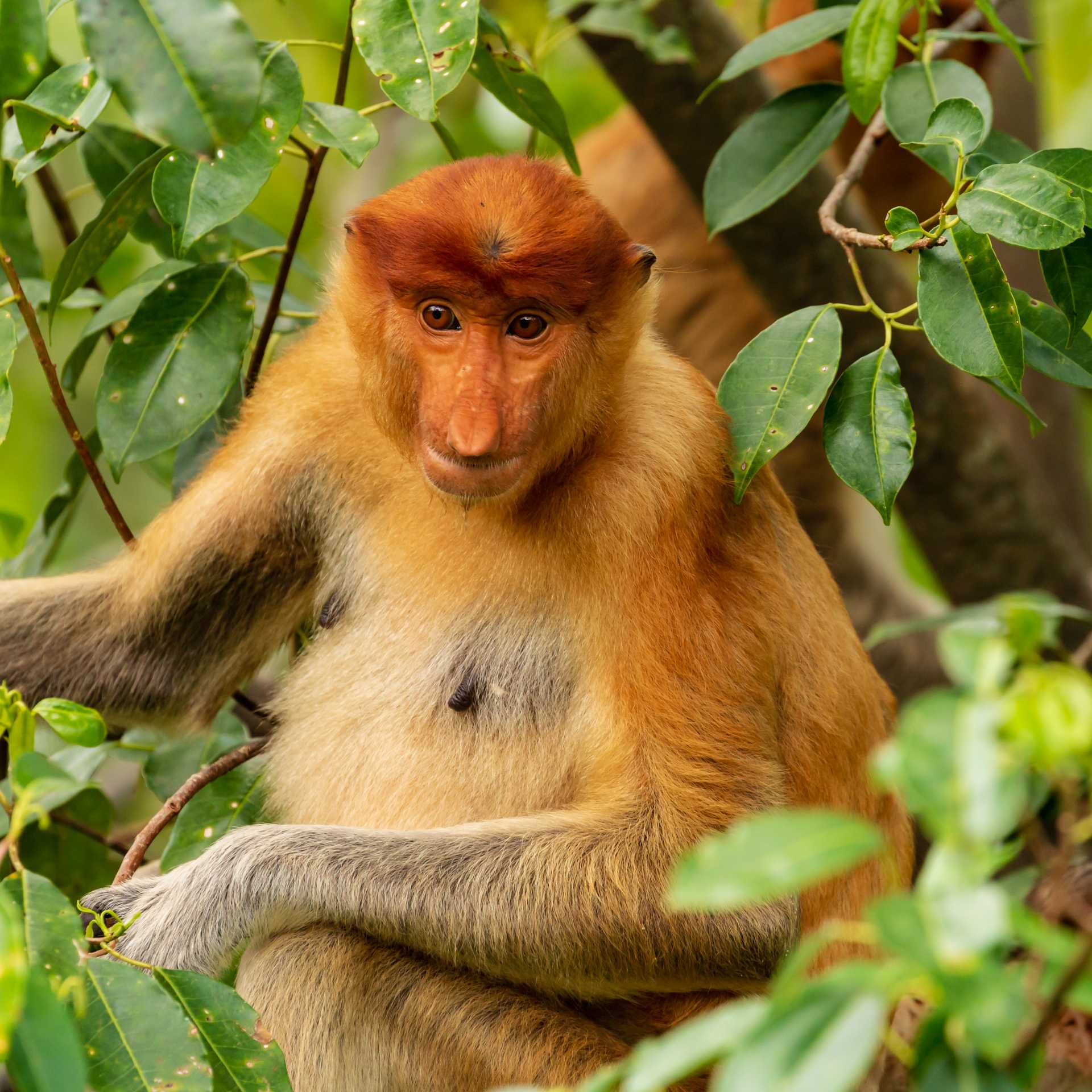 Borneo offers opportunities to see the Proboscis monkey in the wild