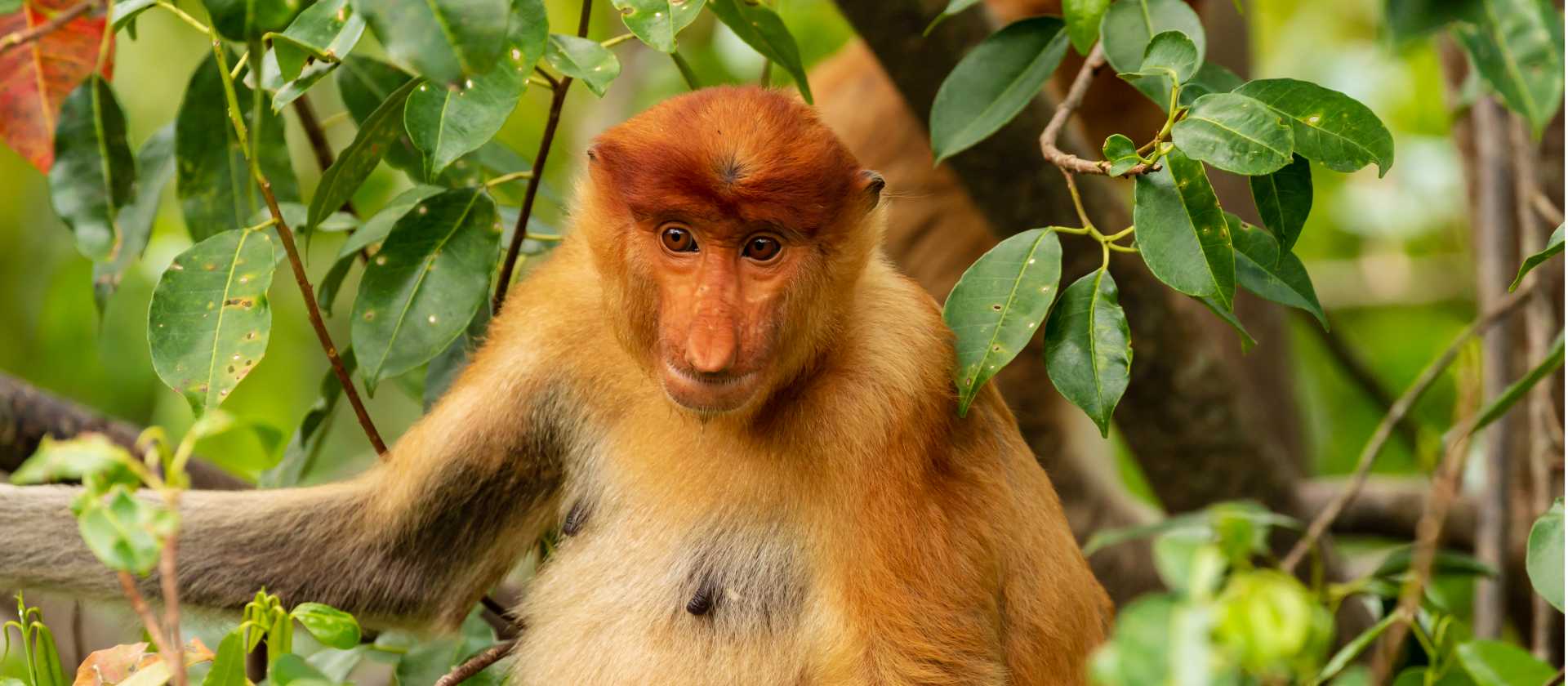 Borneo offers opportunities to see the Proboscis monkey in the wild