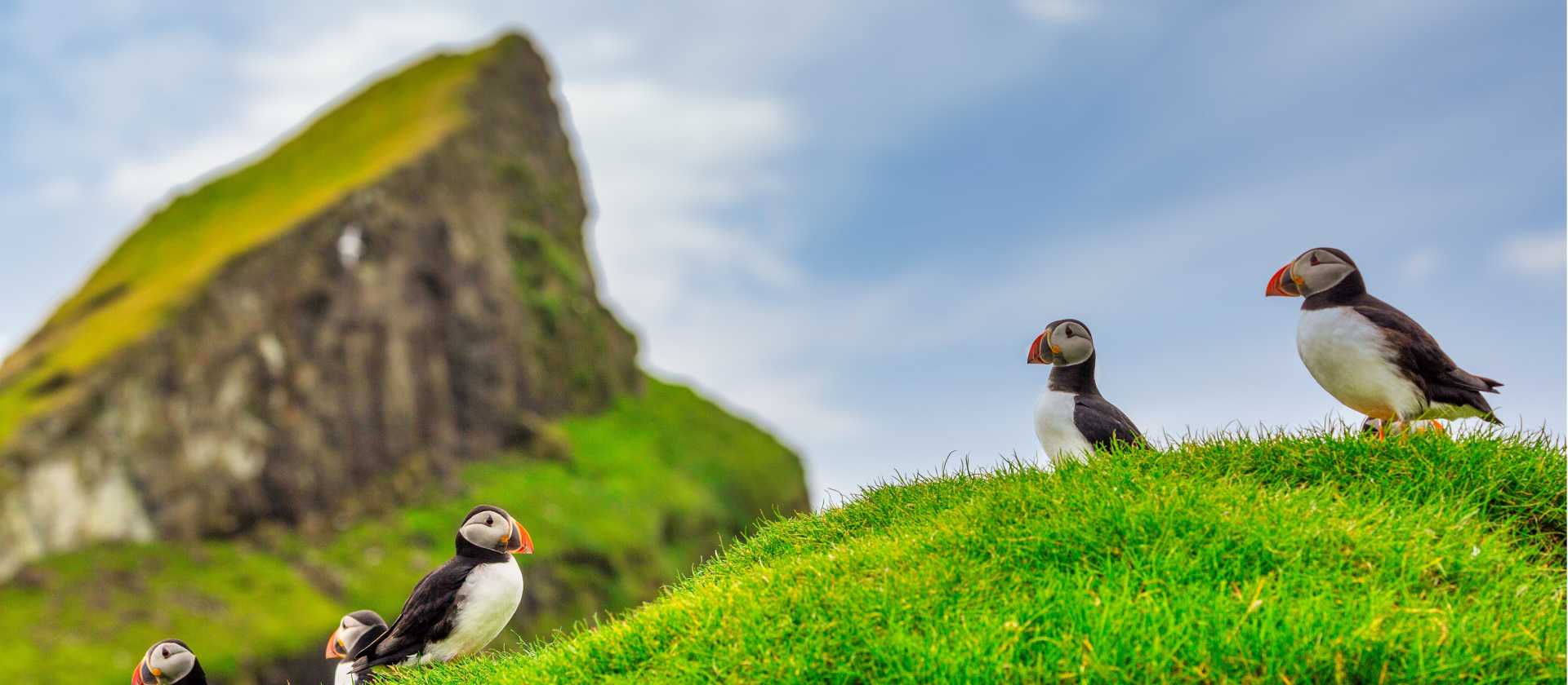 Puffins of the Faroe Islands
