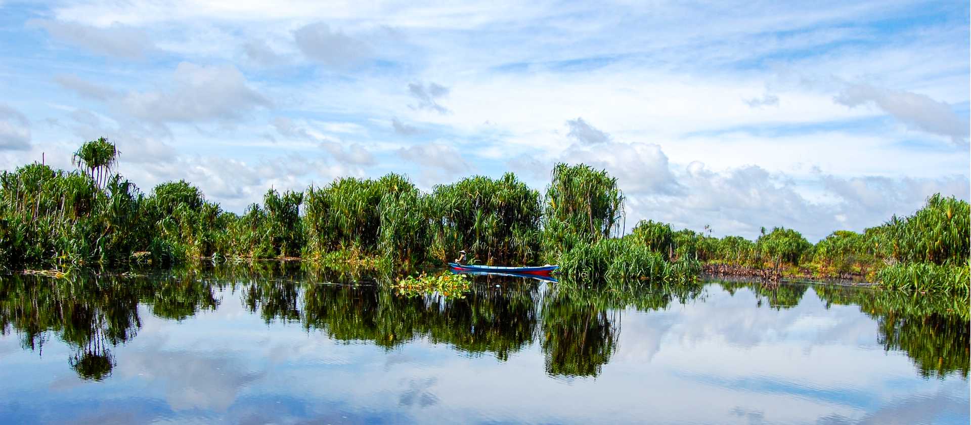 The lush waters of Sebangau National Park, Central Kalimantan