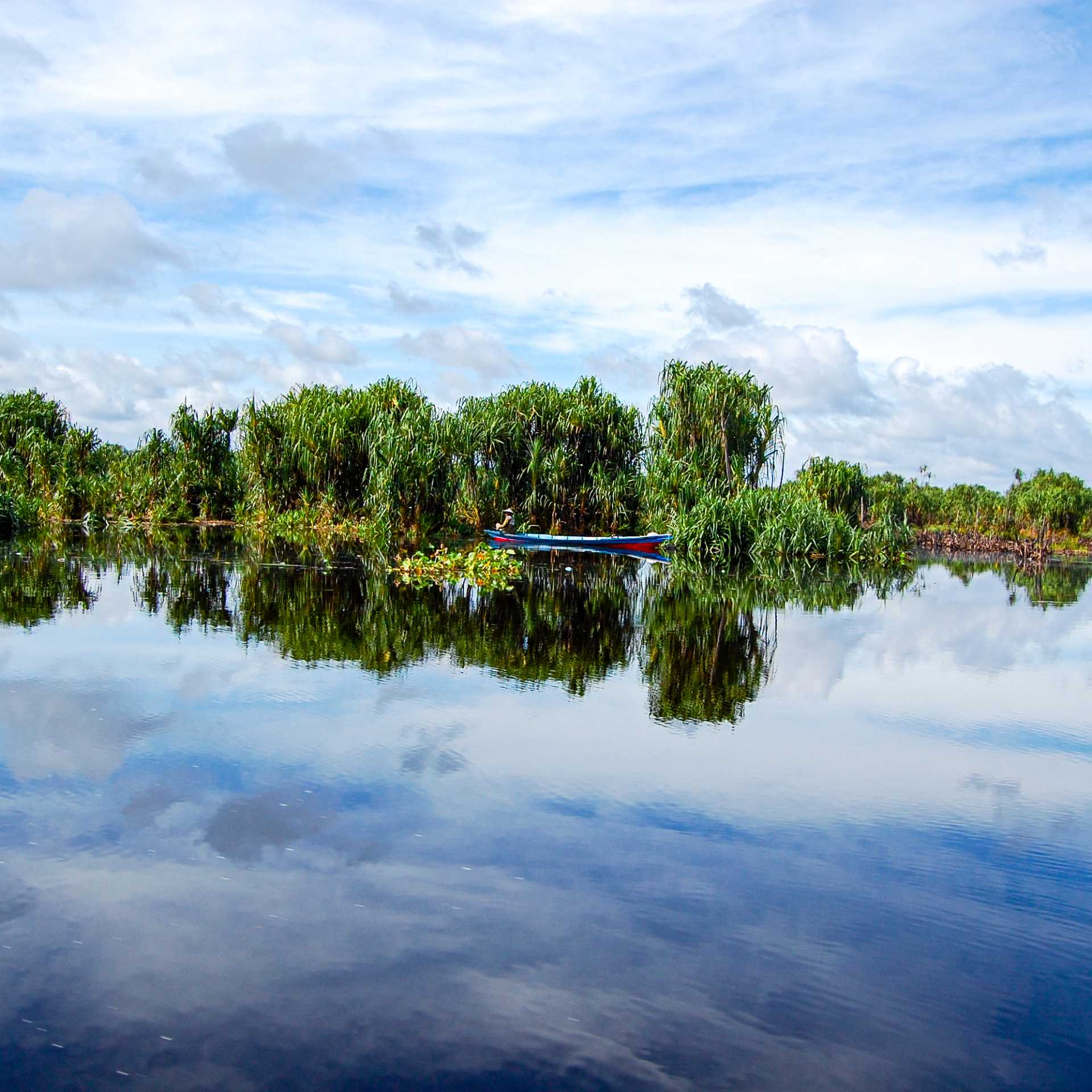 The lush waters of Sebangau National Park, Central Kalimantan