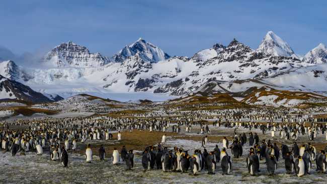 The raw beauty of South Georgia