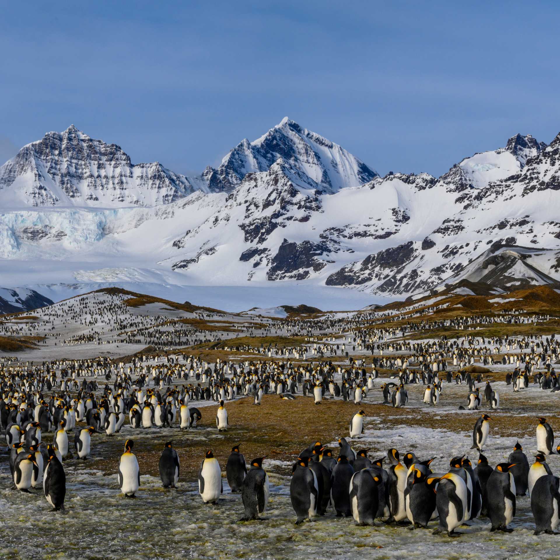 The raw beauty of South Georgia