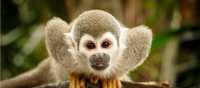 A Squirrel Monkey demands to be noticed, Amazon Jungle