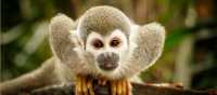 A Squirrel Monkey demands to be noticed, Amazon Jungle