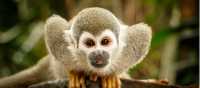 A Squirrel Monkey demands to be noticed, Amazon Jungle