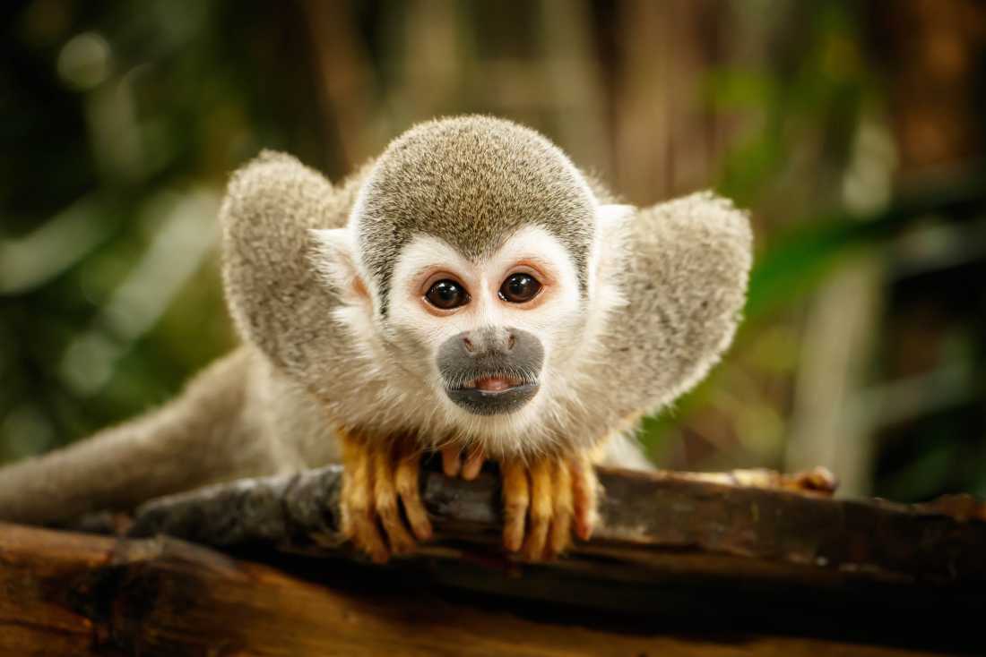 A Squirrel Monkey demands to be noticed, Ecuadorian Amazon