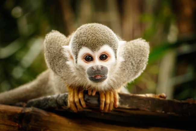 A Squirrel Monkey demands to be noticed, Ecuadorian Amazon