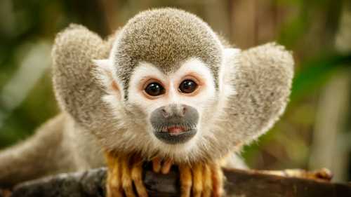 A Squirrel Monkey demands to be noticed, Ecuadorian Amazon