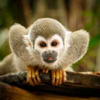 A Squirrel Monkey demands to be noticed, Amazon Jungle
