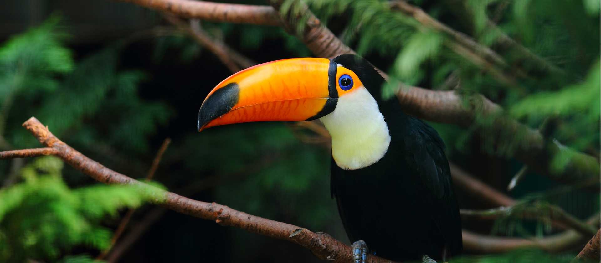 A Toco toucan in the rainforest