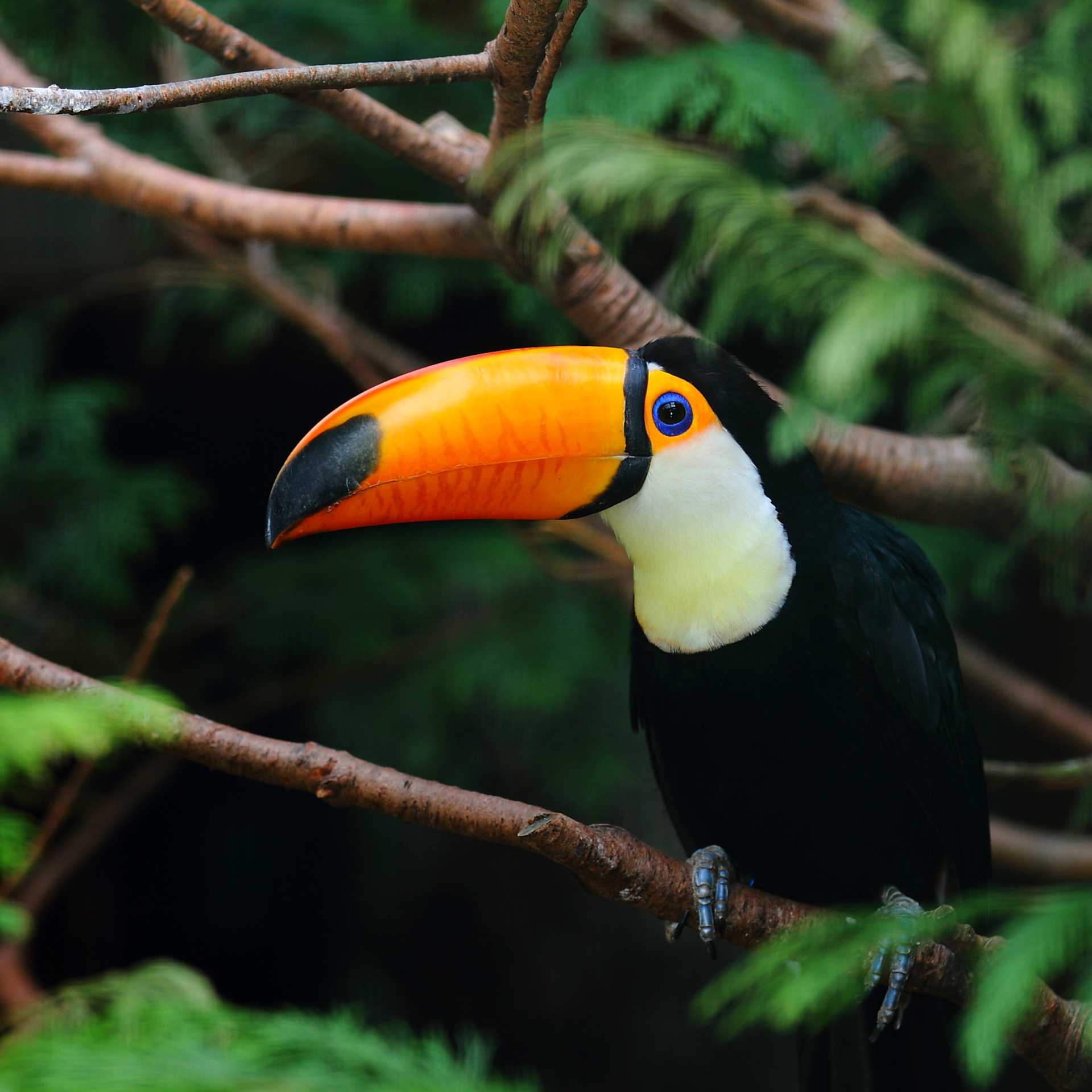 A Toco toucan in the rainforest