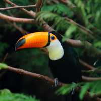 A Toco toucan in the rainforest