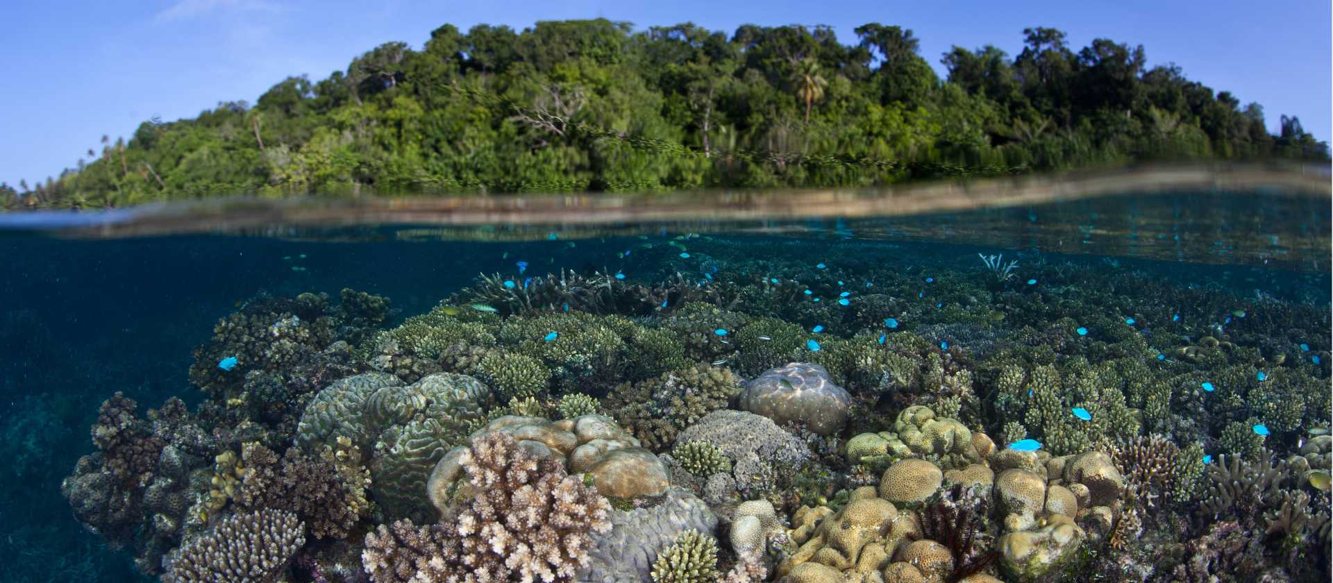 The vibrant coral gardens of Marovo Lagoon