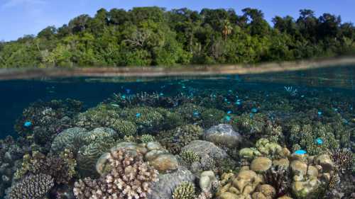The vibrant coral gardens of Marovo Lagoon