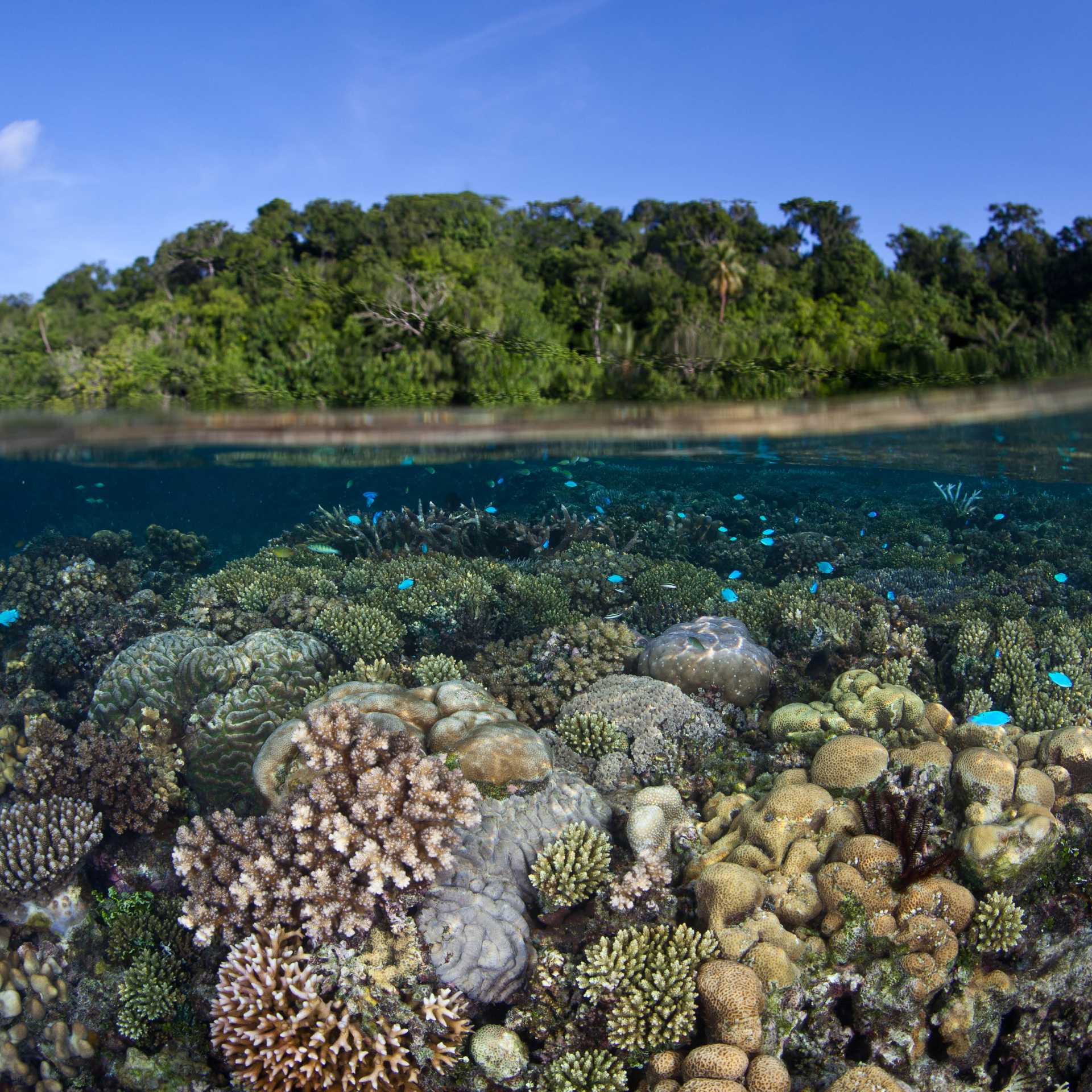 The vibrant coral gardens of Marovo Lagoon