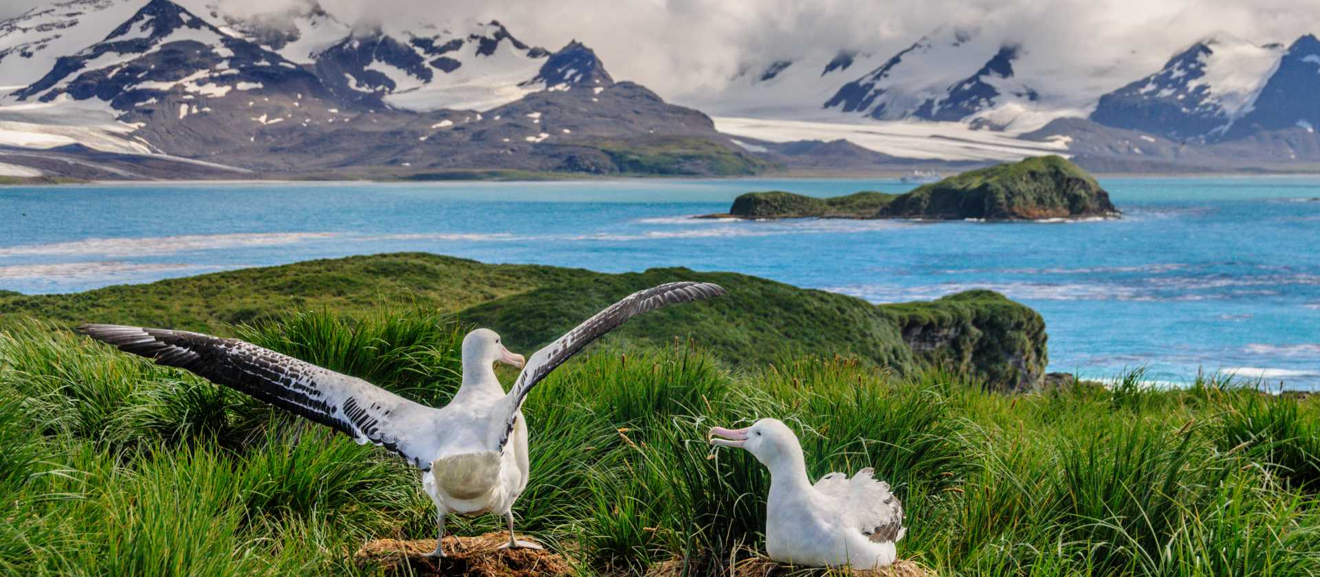 A pair of Wandering Albatross nest on Prion island