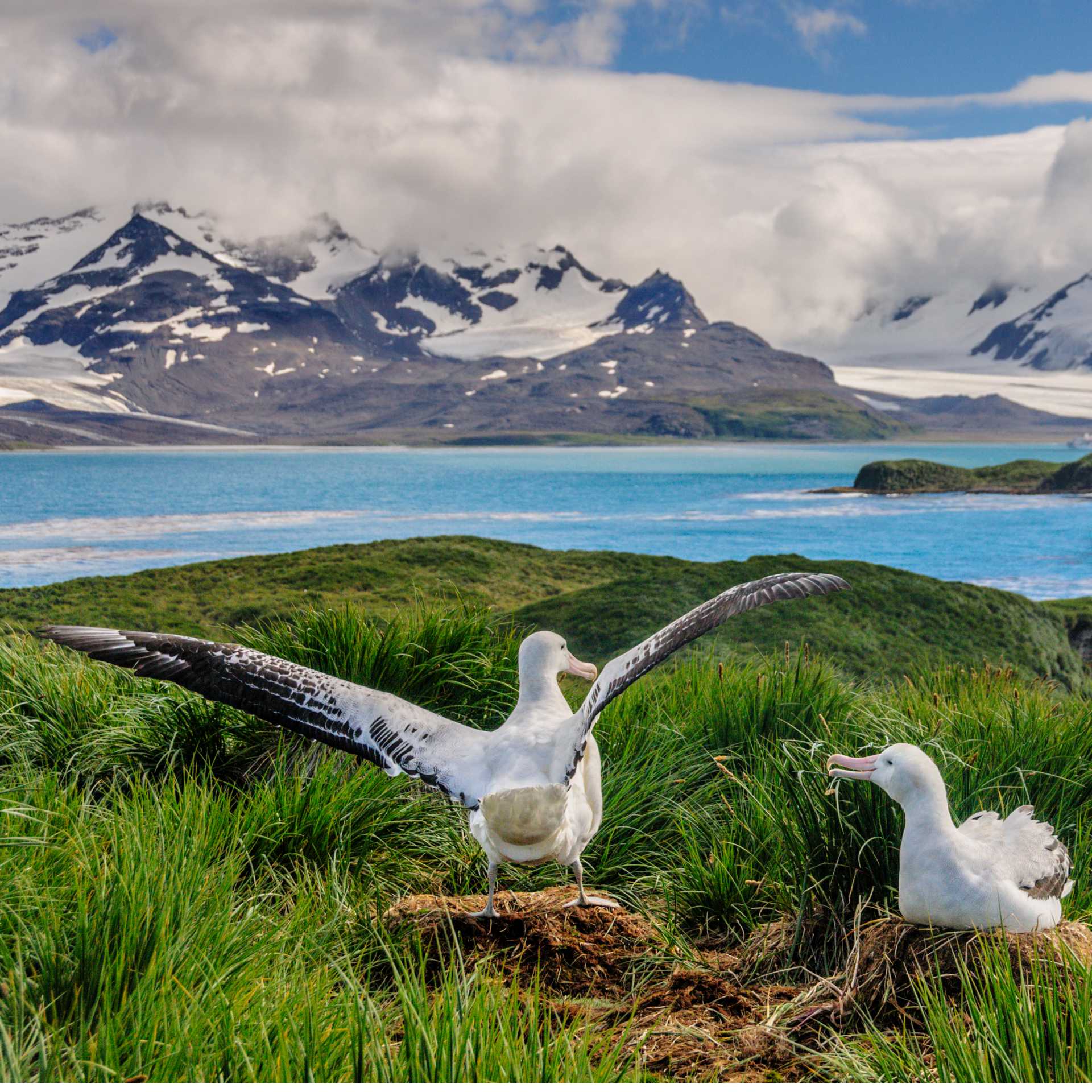 A pair of Wandering Albatross nest on Prion island