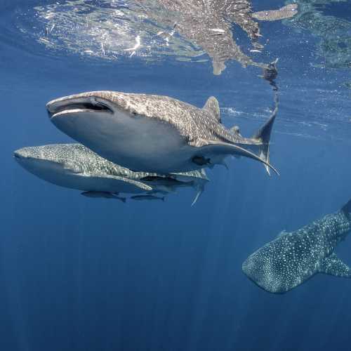 Whale sharks swimming in West Papua, Indonesia
