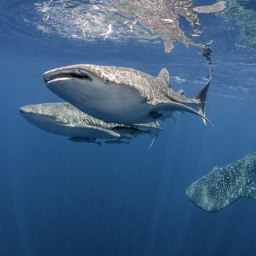 Whale sharks swimming in West Papua, Indonesia
