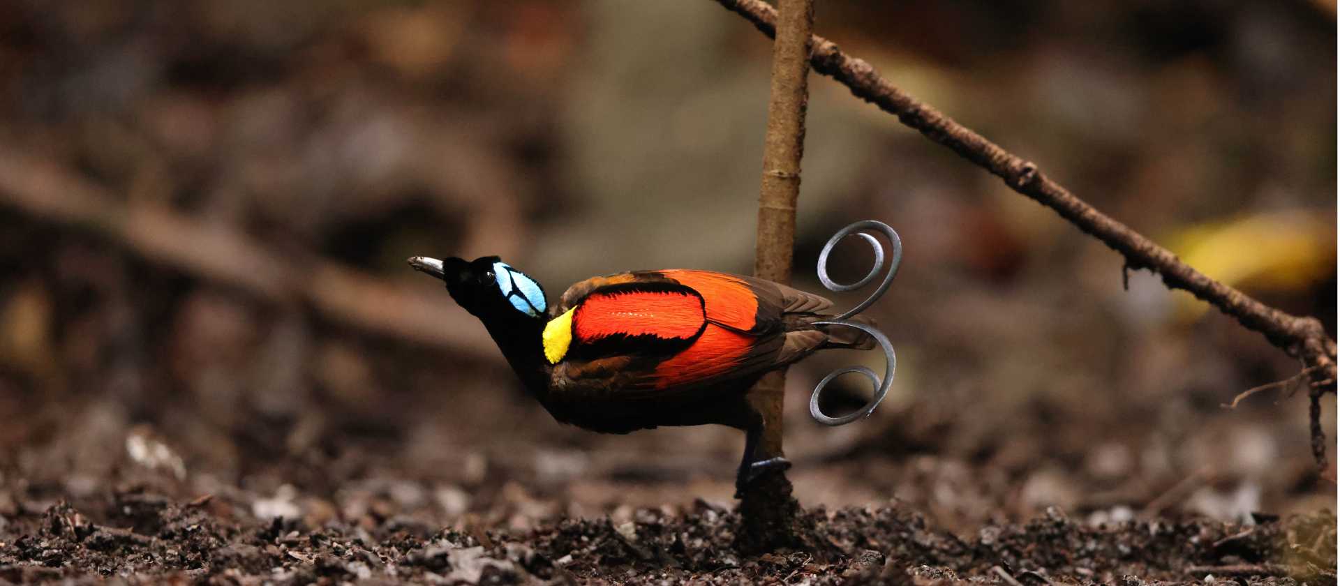 The brightly coloured Wilson's Bird of Paradise