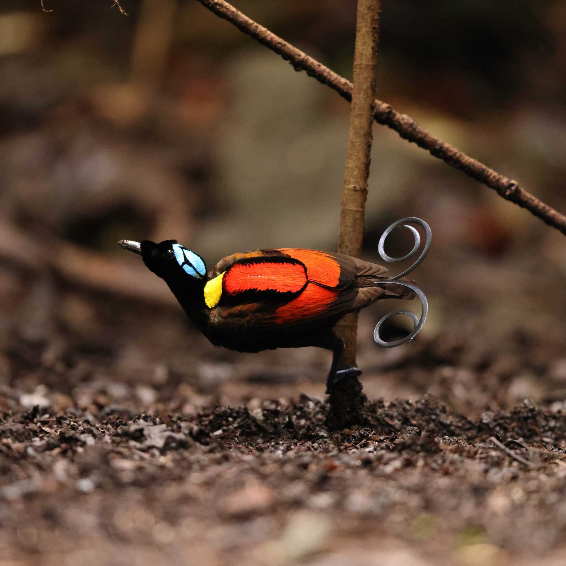 The brightly coloured Wilson's Bird of Paradise