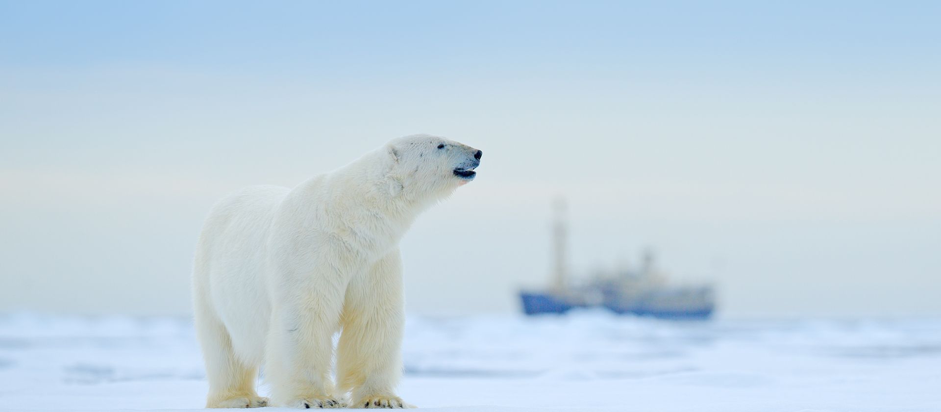 A lone polar bear, Svalbard