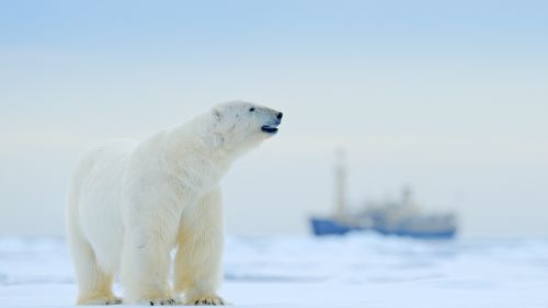 A lone polar bear, Svalbard