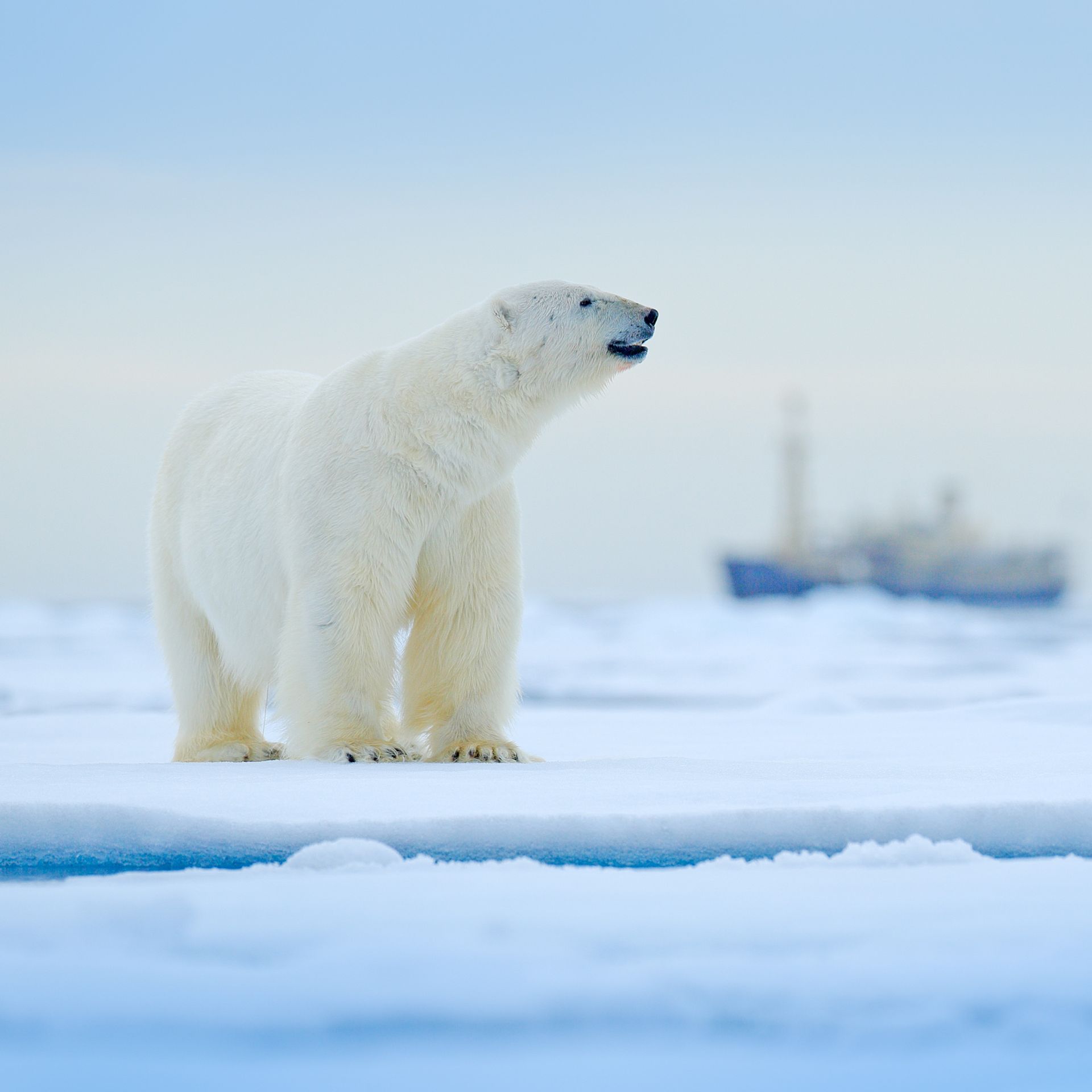 A lone polar bear, Svalbard