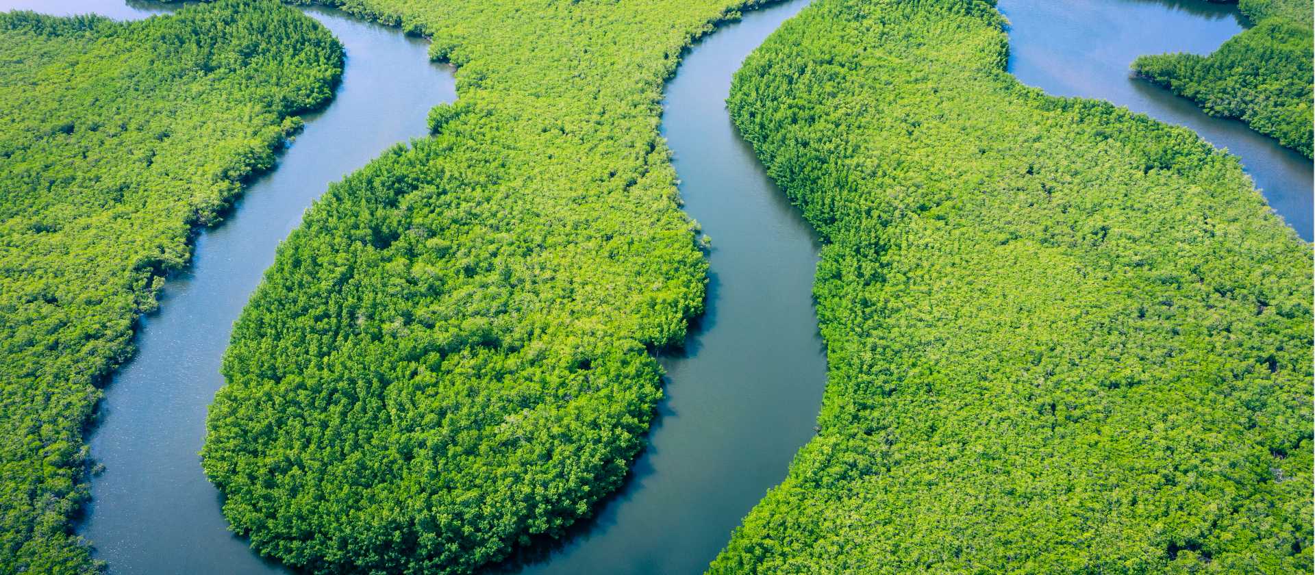 An aerial view of the Amazon rainforest in Brazil