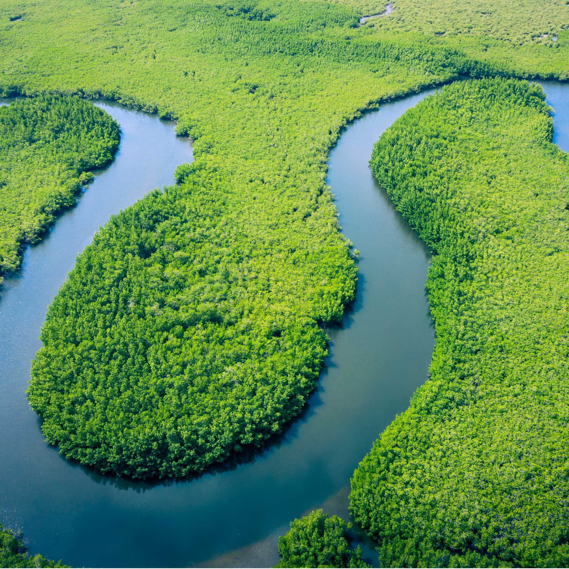 An aerial view of the Amazon rainforest in Brazil