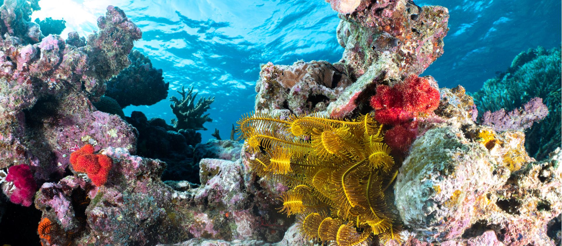 Snorkel through vibrant reefs along the coast of Taveuni Island, Fiji
