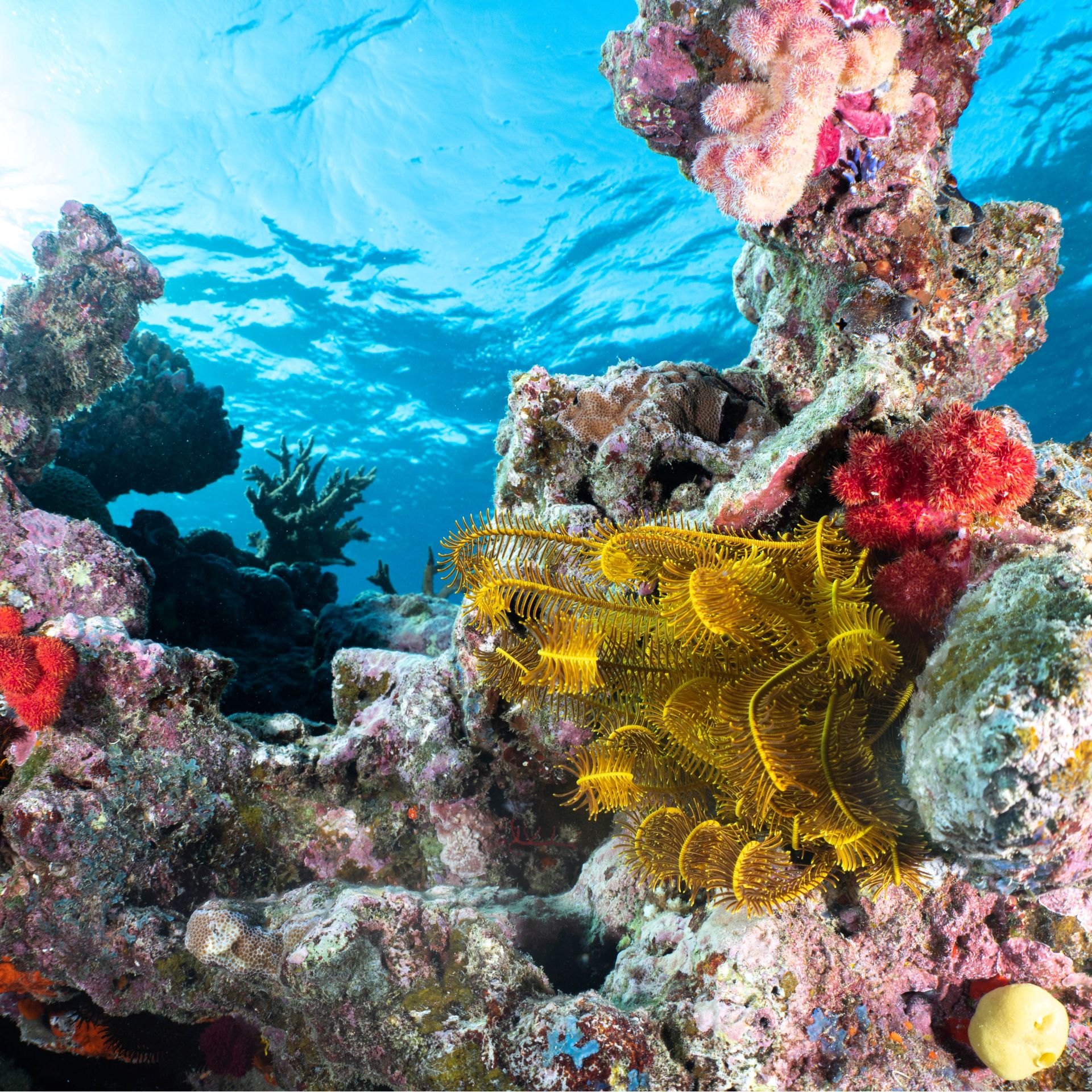 Snorkel through vibrant reefs along the coast of Taveuni Island, Fiji