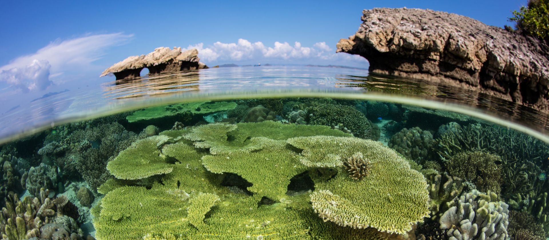 The incredible coral gardens of Raja Ampat